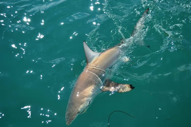 backgrountry fishing in islamorada