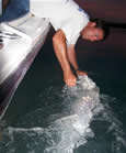 Capt. Chris King