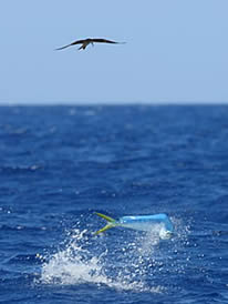 islamorada fishing