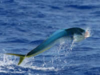 dolphin catching in islamorada