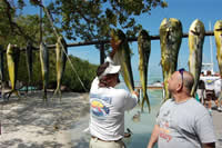 catching mahi in islamorada