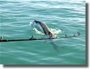 Islamorada Backcountry Fishing