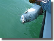 Florida Keys Tarpon Fishing