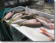 Fishing in Islamorada