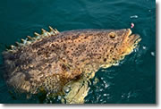 Fishing in Islamorada