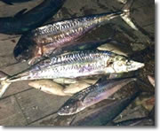 Fishing in Islamorada