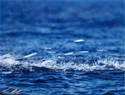 Sailfish Fishing