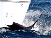 Sailfish Fishing