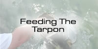 Tarpon Feeding