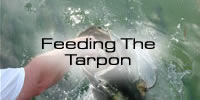 Feeding Tarpon
