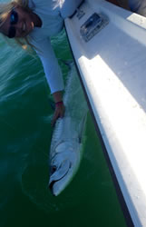 shark and tarpon fishing in islamorada