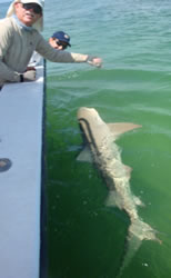 shark and tarpon fishing in islamorada