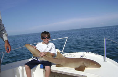 shark and tarpon fishing in islamorada