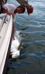 shark and tarpon fishing in islamorada