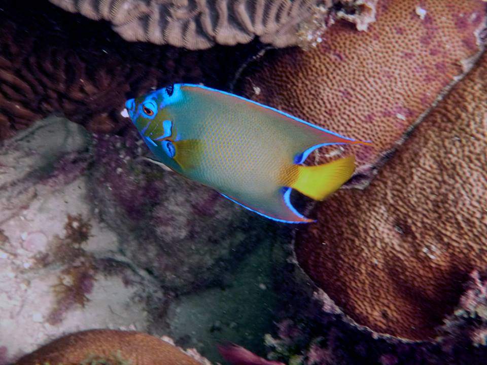 Florida Keys Snorkeling Aboard the "Happy Cat" Robbie's of Islamorada