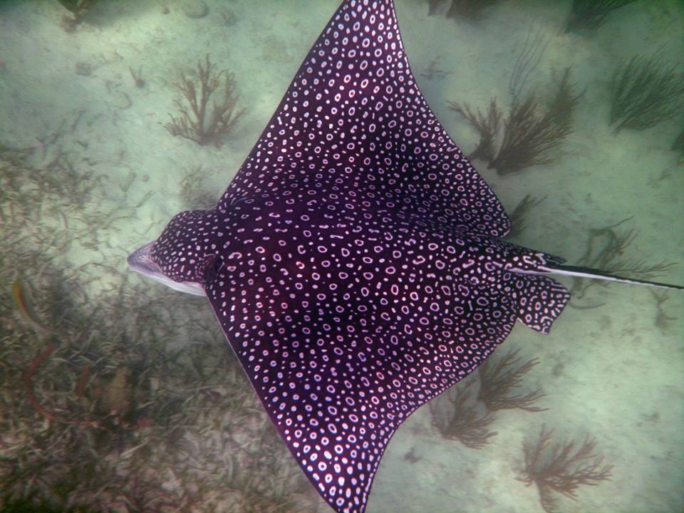 Florida Keys Snorkeling Aboard the "Happy Cat" Robbie's of Islamorada