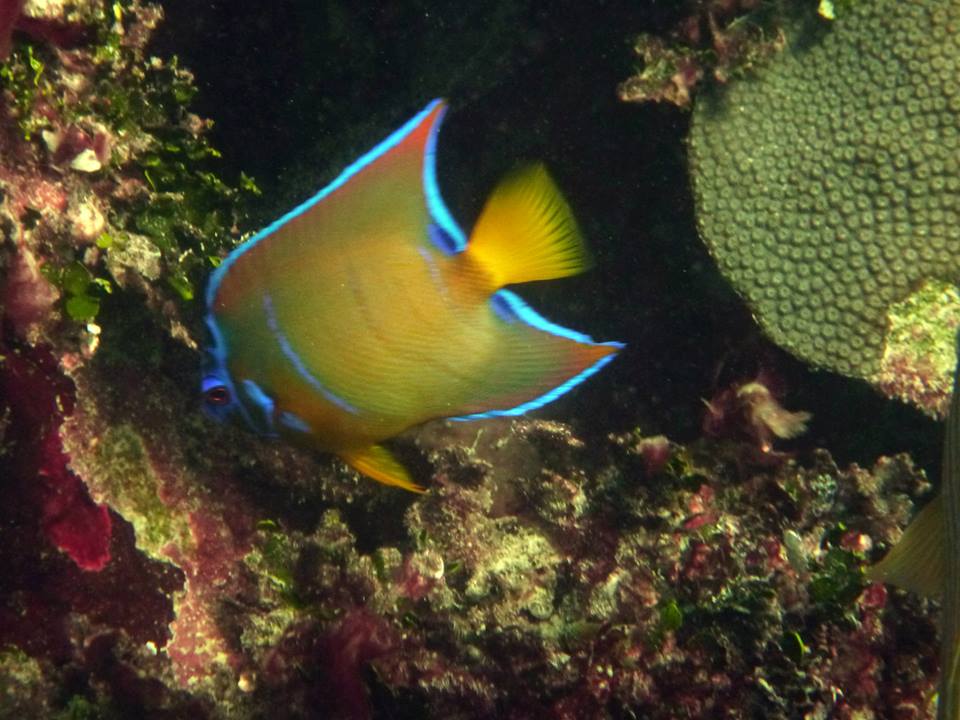 Florida Keys Snorkeling Aboard the "Happy Cat" Robbie's of Islamorada