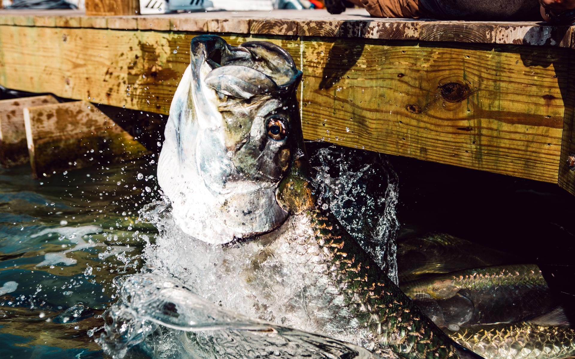 Feeding Tarpon at Robbie's 1 feedthetarpon