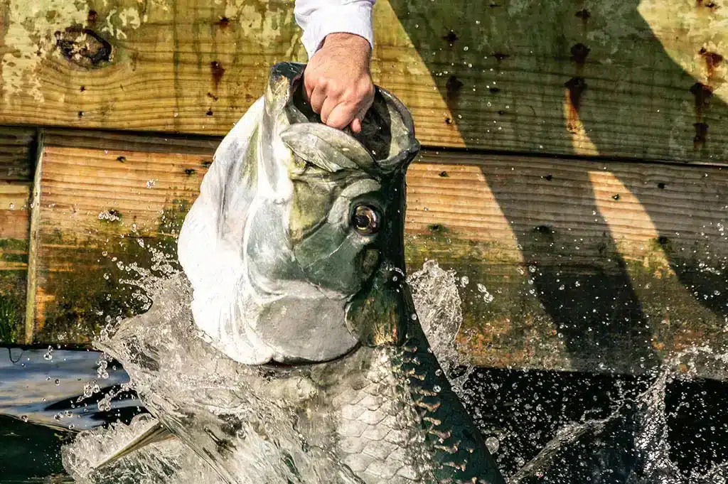 Feed The Tarpon