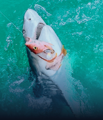 shark eating fish
