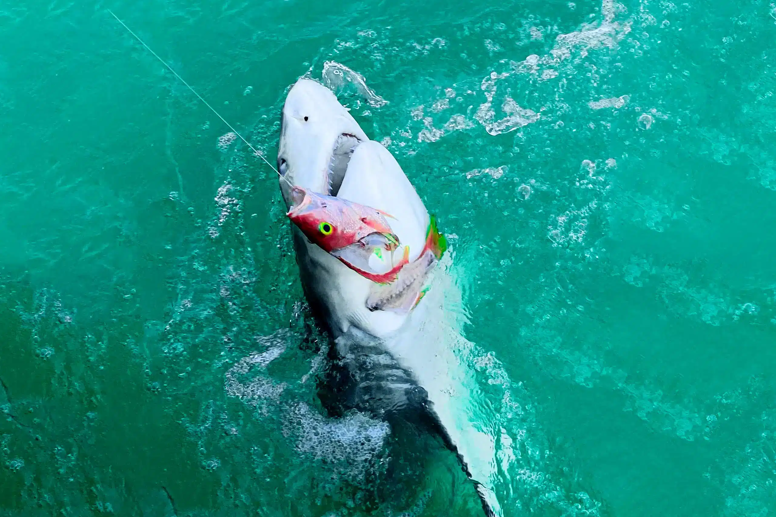 Shark eating a fish