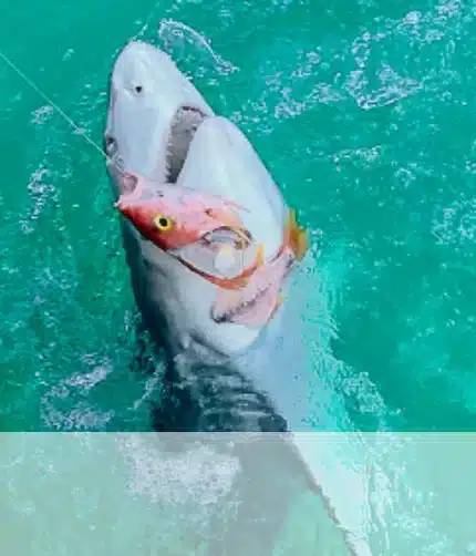 shark eating fish