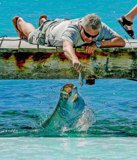 Feed the Tarpon in Islamorada