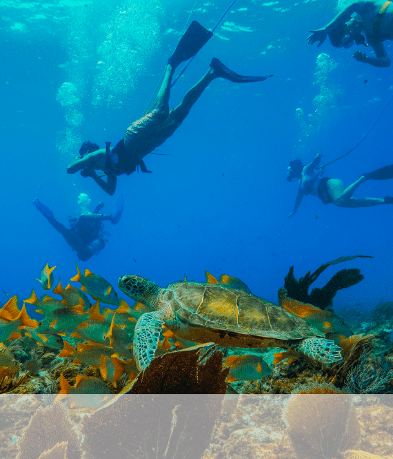 Snuba Diving in Islamorada