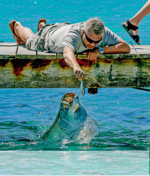 man feeding a tarpon fish