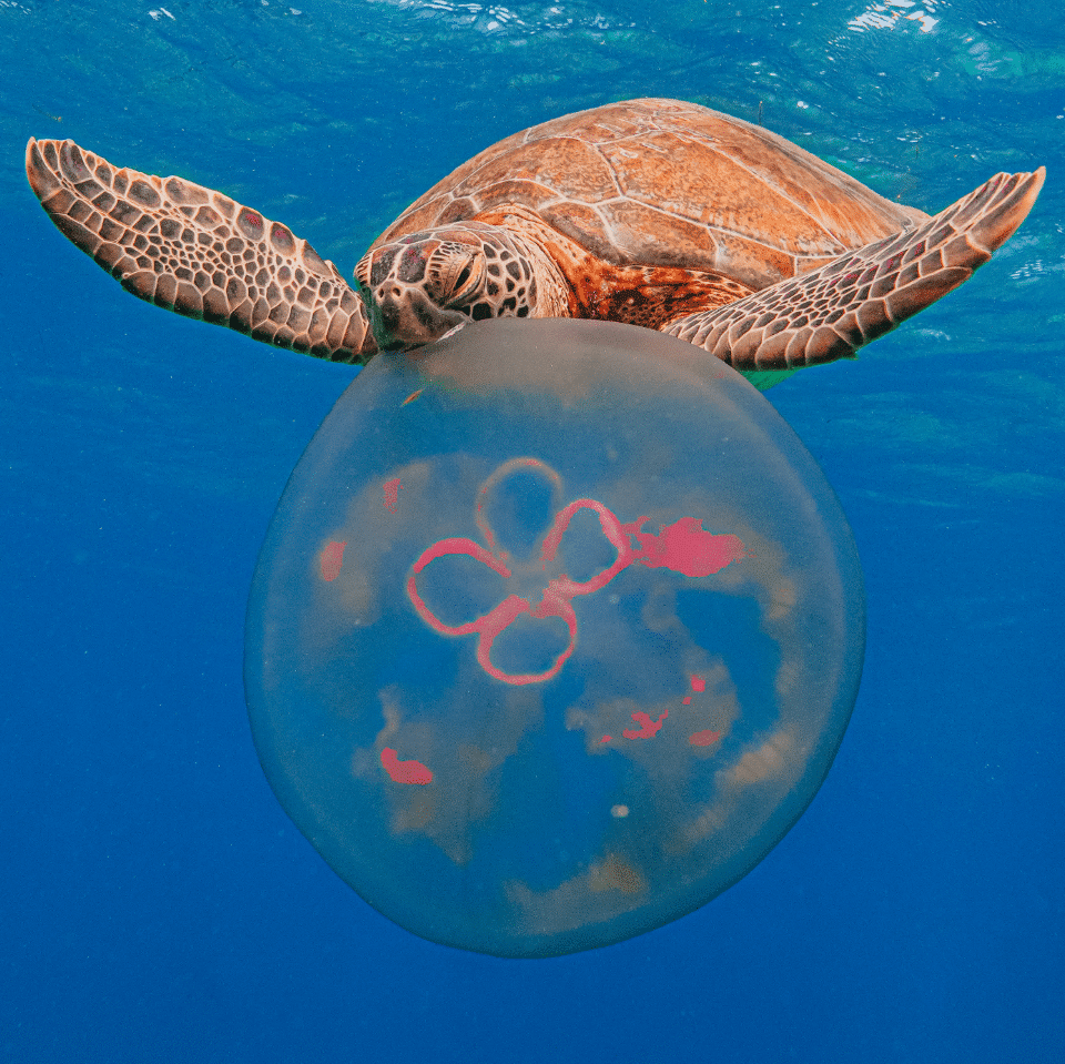 Florida Keys Snorkeling Tours