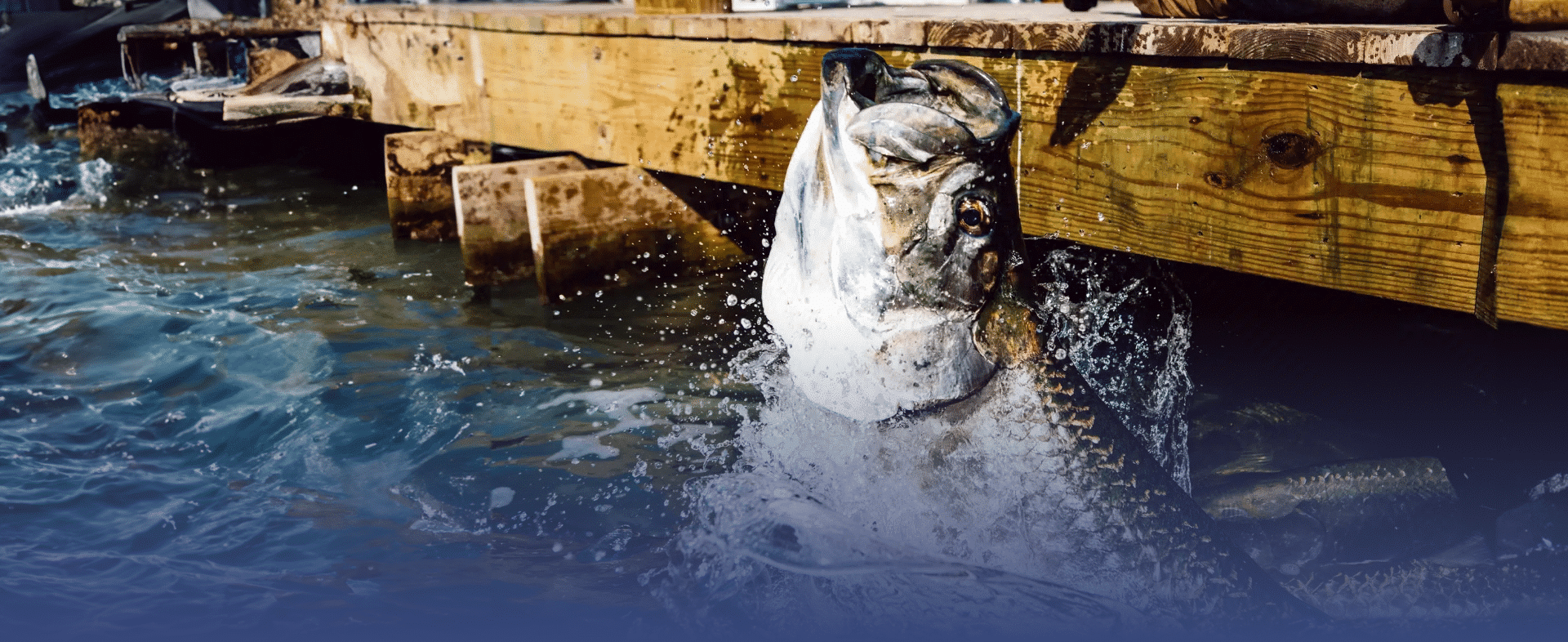 Tarpon Feeding in Islamorada, Florida