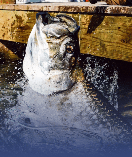 Tarpon Feeding in Islamorada, Florida