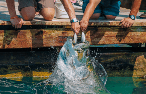 feed the tarpon 1