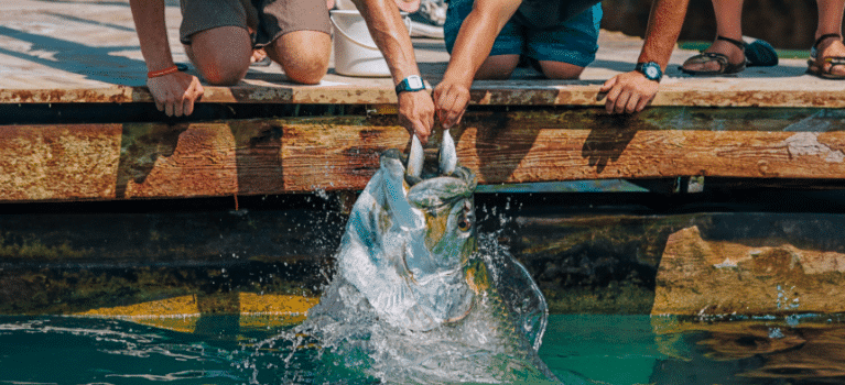 Feeding tarpon 2