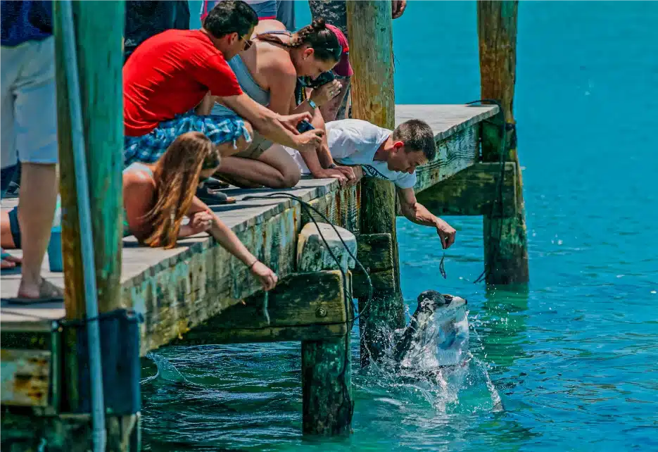 Tarpon Feeding in Islamorada