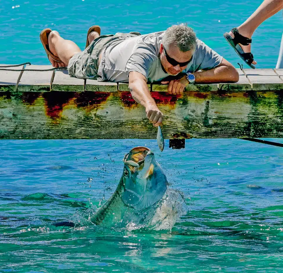 FEED THE TARPON