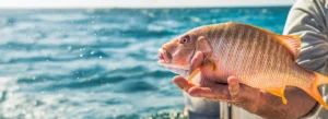 Florida Keys Fishing Conditions - A Complete Guide 1 Why Winter Is Ideal for Reef and Wreck Fishing in the Florida Keys