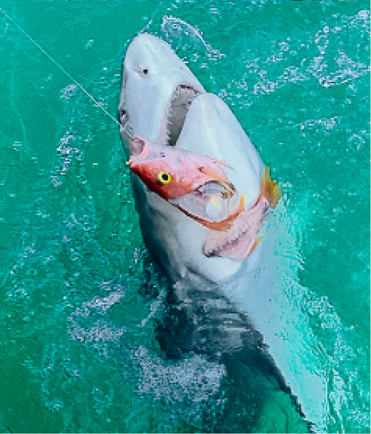 SHARK AND TARPON FISHING IN ISLAMORADA FLORIDA KEYS