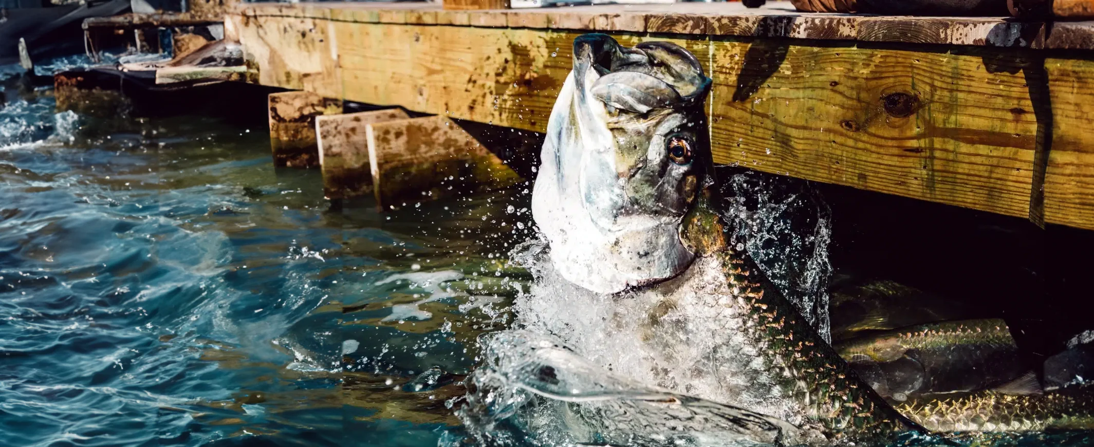 Tarpon Feeding in Islamorada, Florida