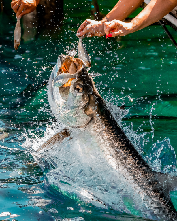 Feed the Tarpon