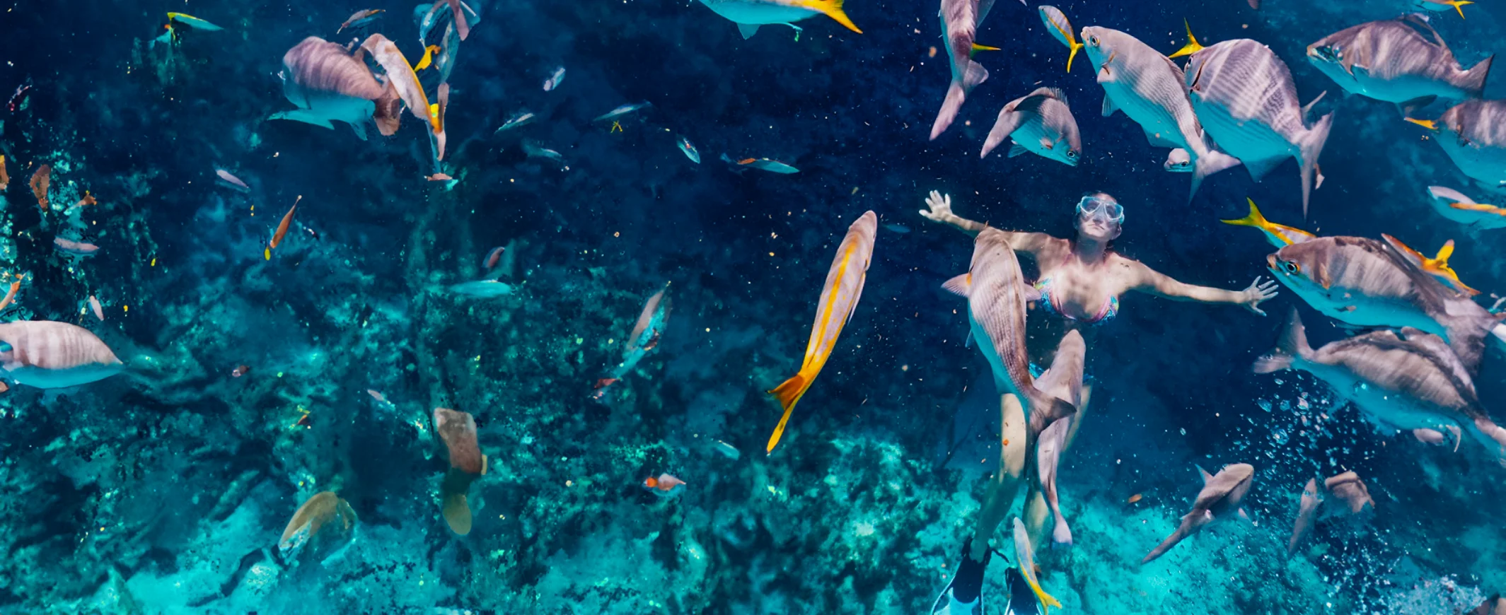 Tarpon Feeding in Islamorada, Florida