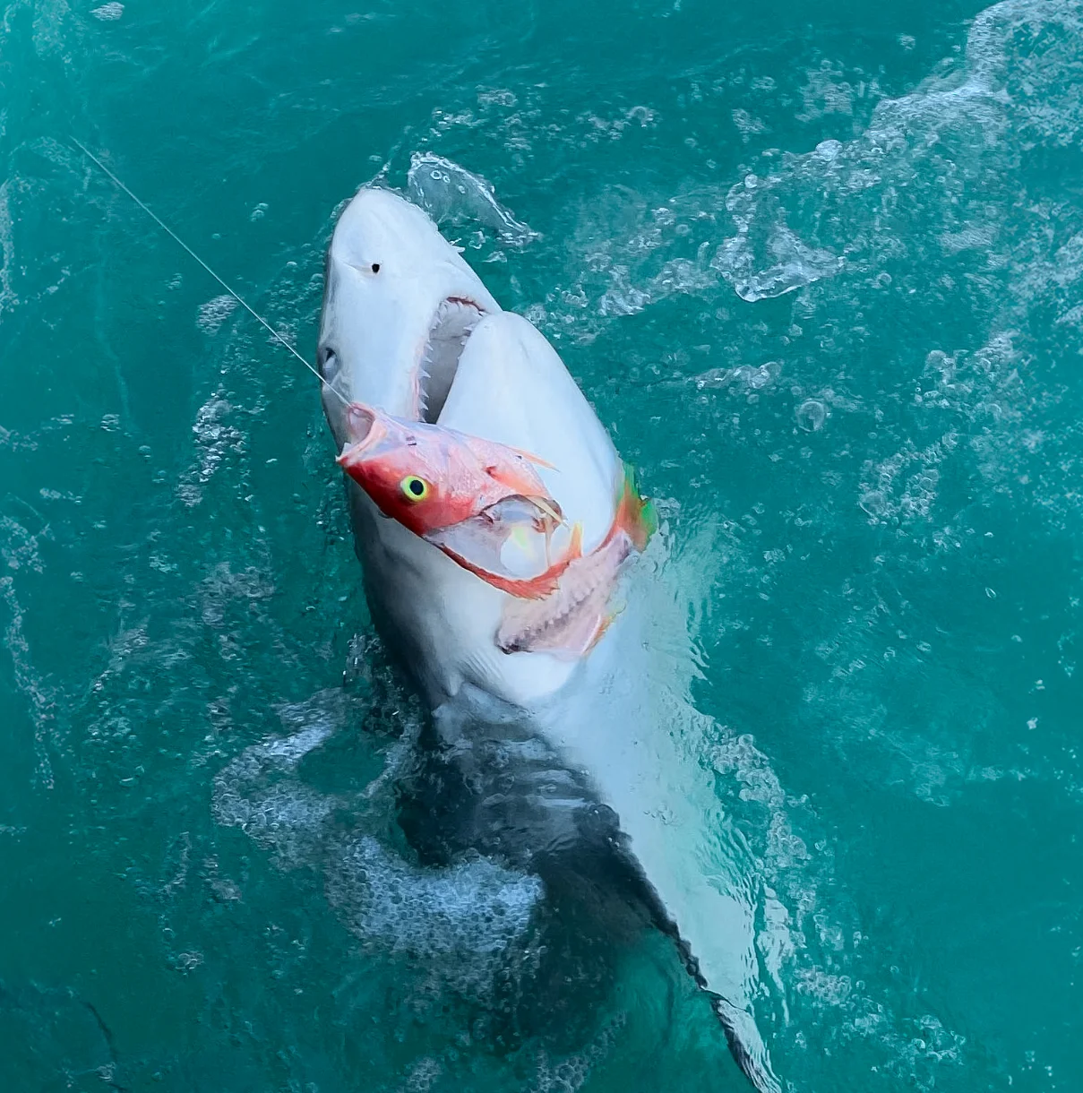 TARPON & SHARK FISHING TARPON & SHARK FISHING