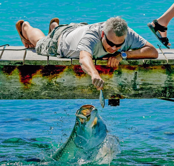 feed tarpon