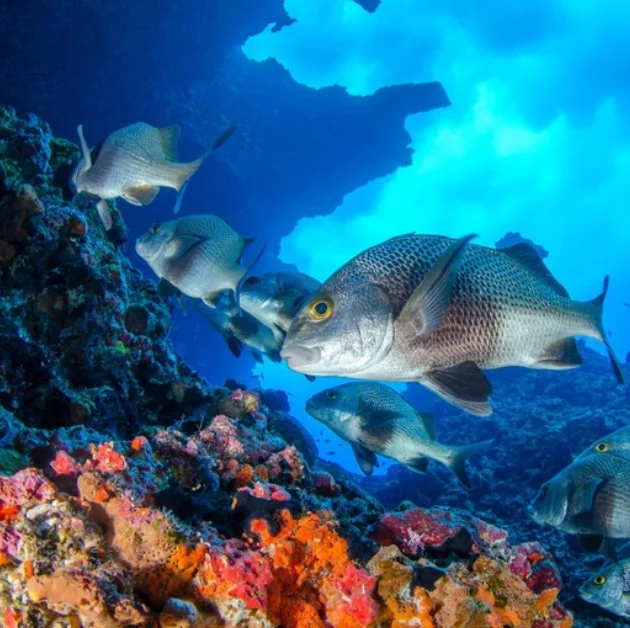 Half day fishing charter