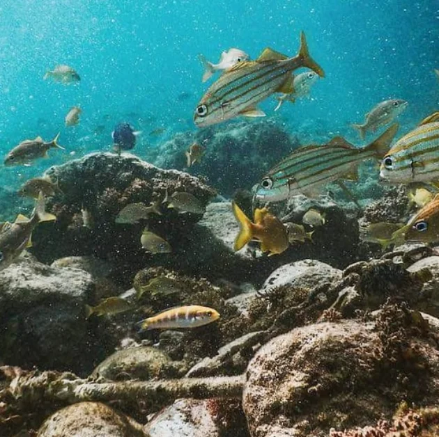 ¾ Day Fishing Charter