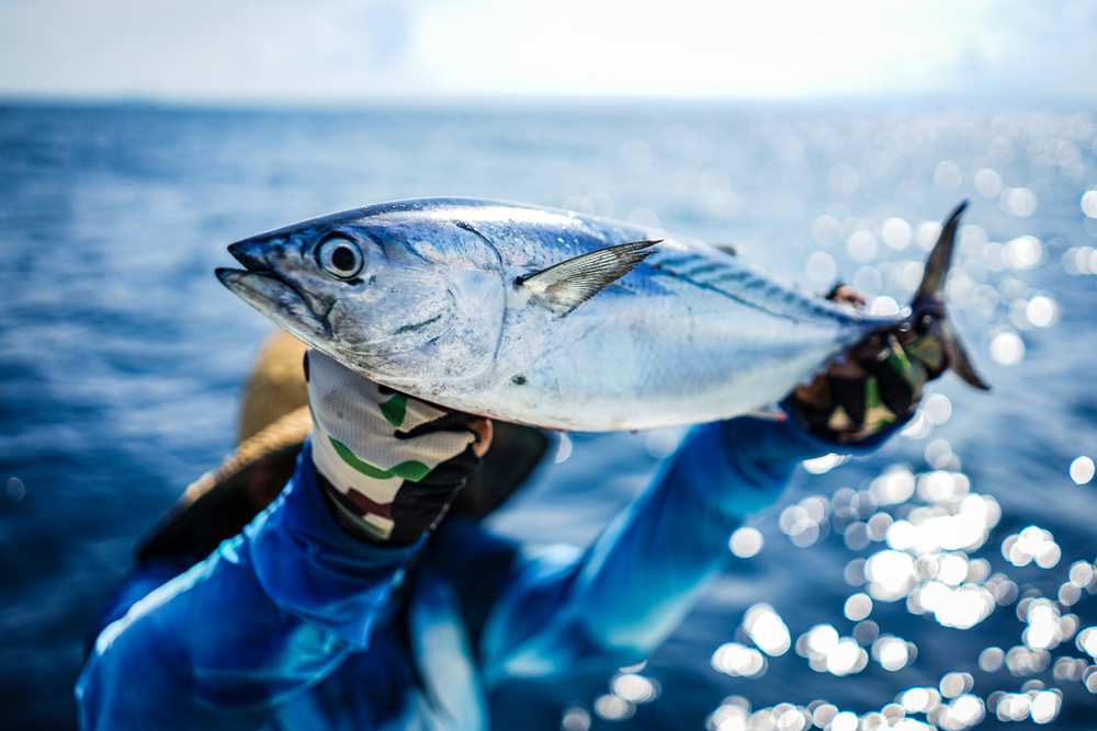 Angler is happy with the tuna on the blue sea.
