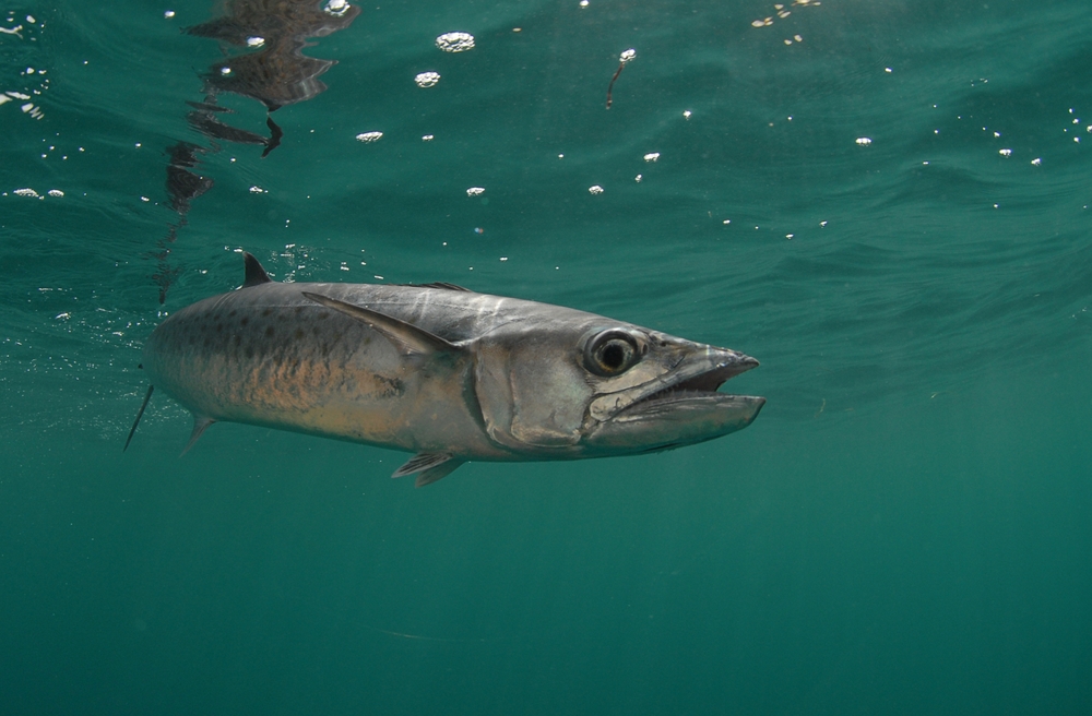 A king mackerel (Scomberomorus cavalla) swimming off the coast of Florida.