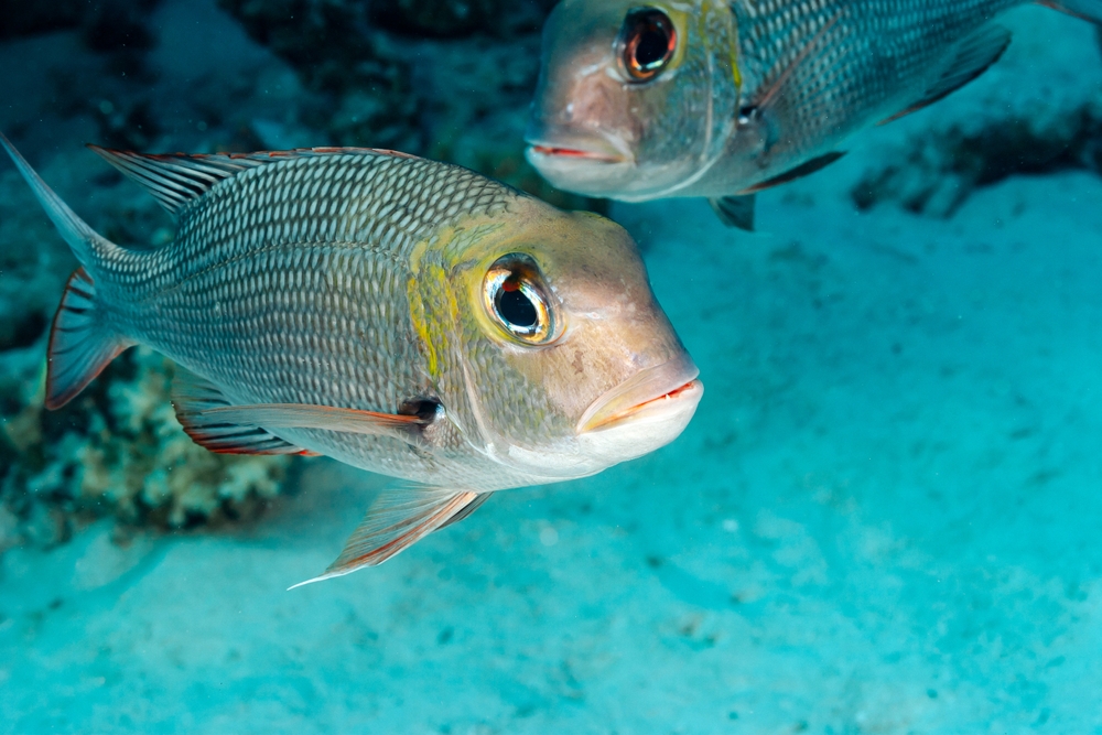 The emperor red snapper swims in tandem in the clear waters of the Red Sea.